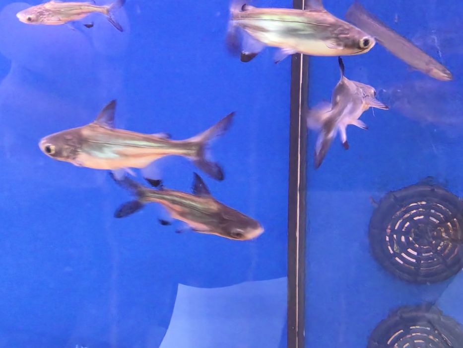 Pangasius Hi-fin (Pangasius Sanitwongsei)