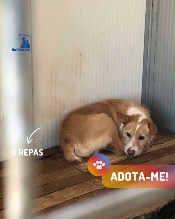 Repas - cão jovem activo para adoção
