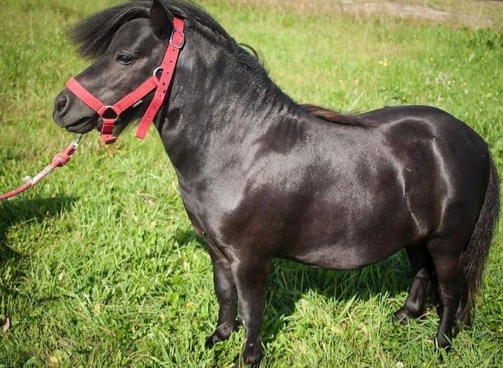 Tornado kary ogier Falabella