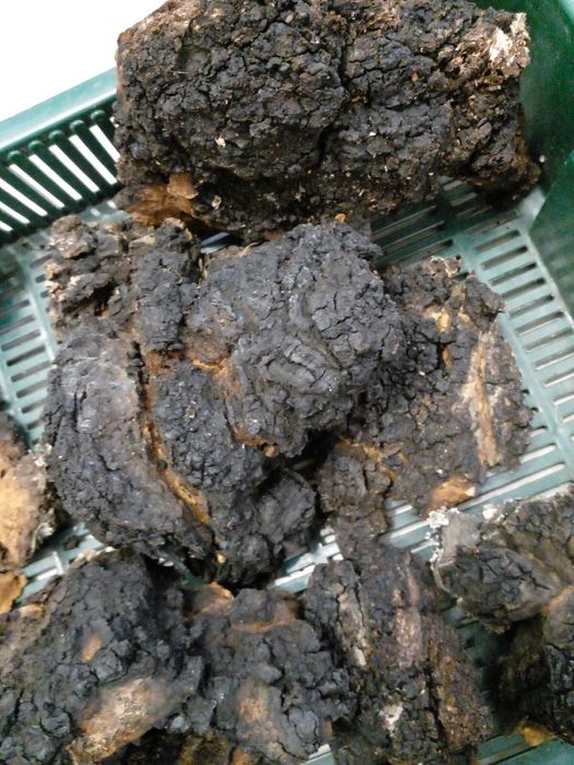 Гриб Чага, чага