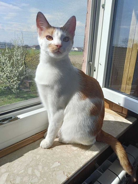 Charlie czeka na domek