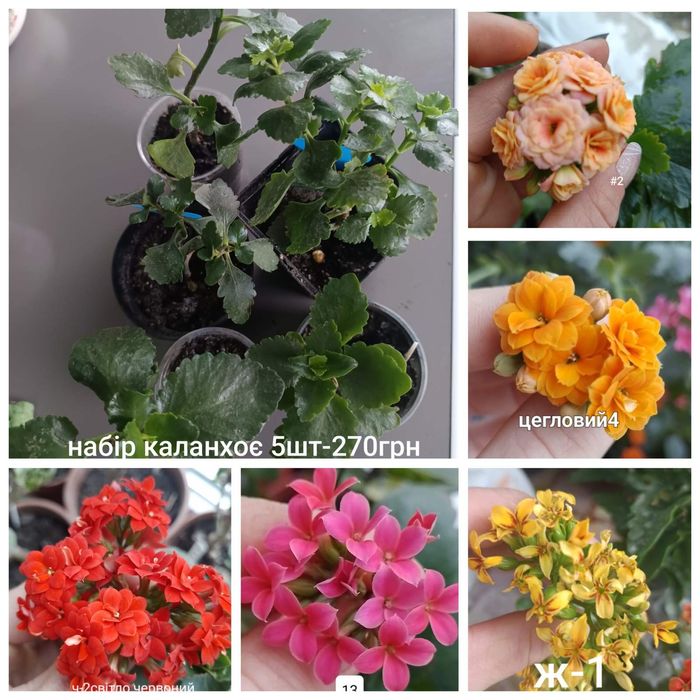 Пропонуючи набори каланхоє