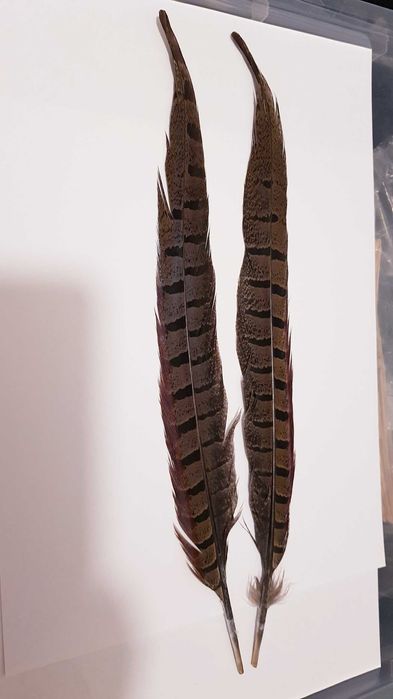 Ozdoba Kapelusza Myśliwskiego 2 pióra z ogona Bażanta naturalne 33cm