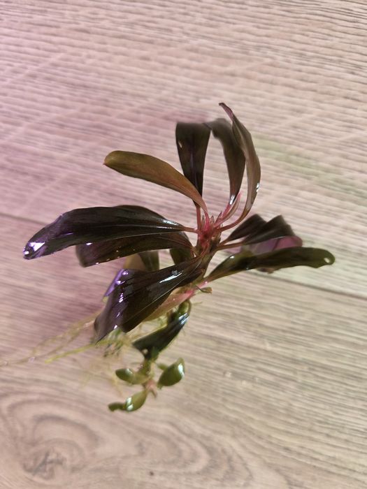 Bucephalandra Serimbu Brown - roślina akwariowa