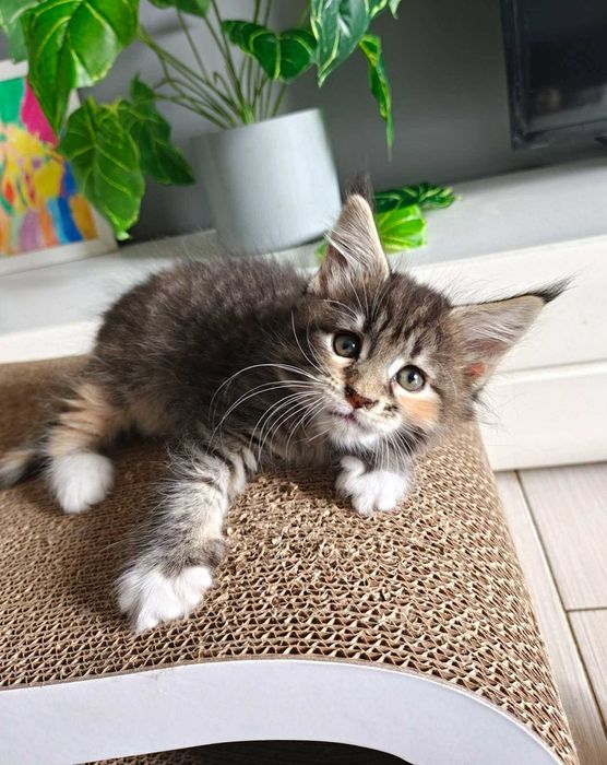 Kotka Maine Coon