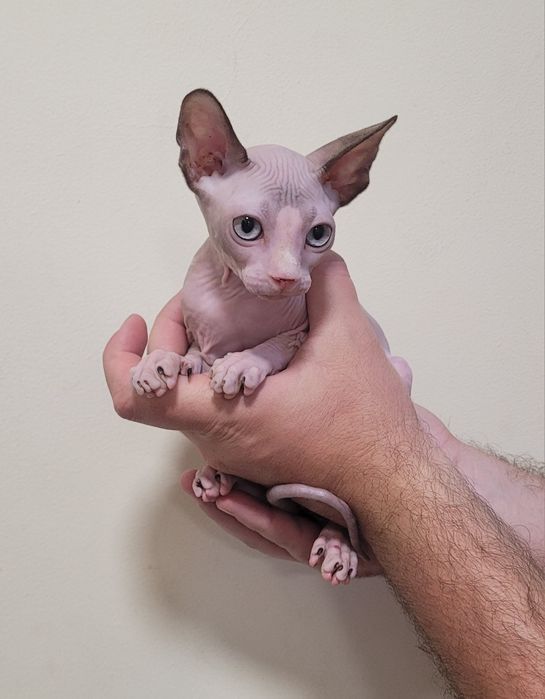 Gatinha sphynx com olhos azuis