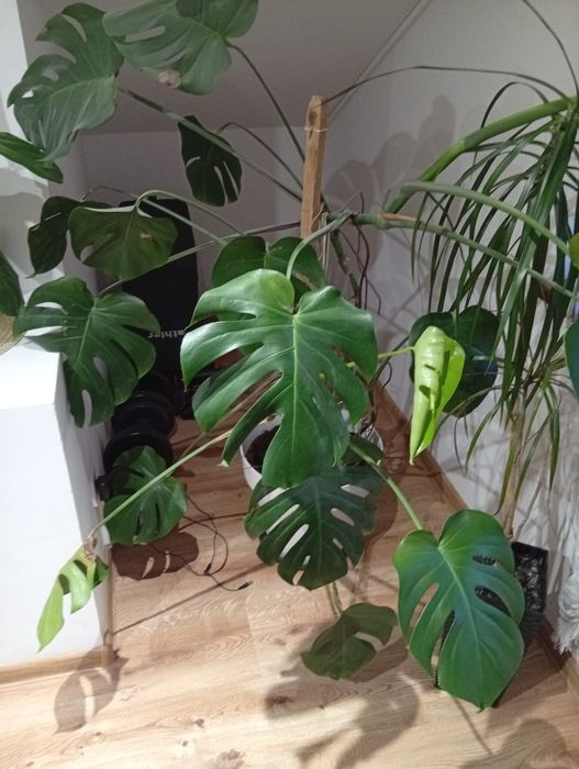 Monstera duża i piękna