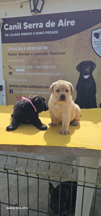 labrador retriever de alta qualidade
