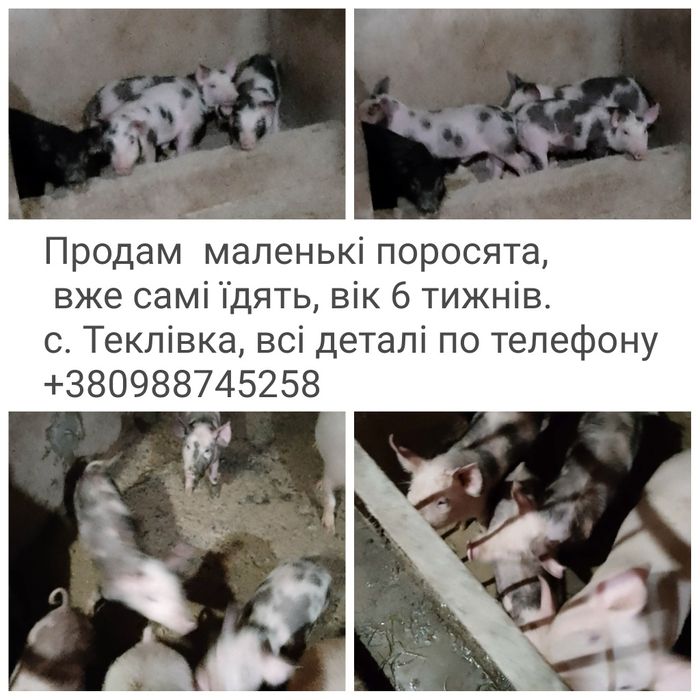 Продам поросята,  7 тижнів, самі їдять , приблизна вага 15-20 кг. льошки 2500-3000 тис,