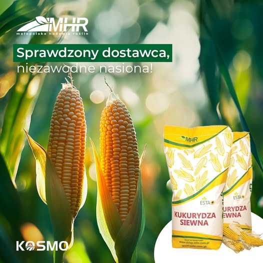 Nasiona kukurydzy MHR VAMOS 8+2 FAO 250