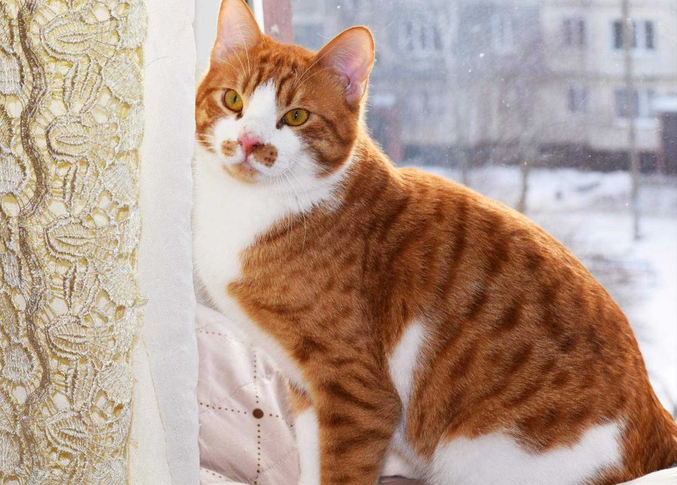 Лева кастрированный котик из Ирака