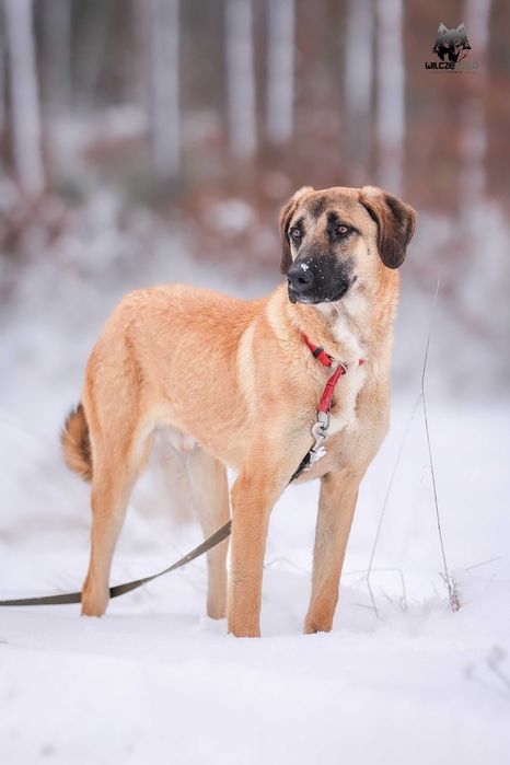 Mauro młody owczarek anatolijski do adopcji z fundacji