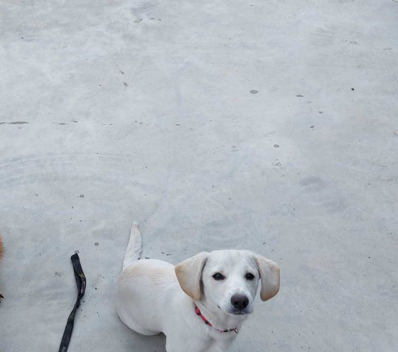 cães bebé para dar