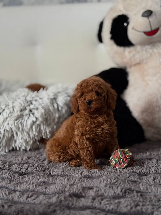 Той пуделя Red Браун