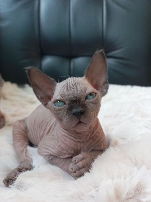 Котенок мальчик канадик
