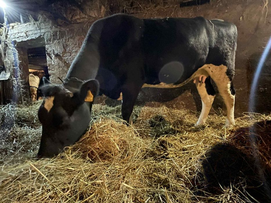 Krowy mleczne na sprzedaż