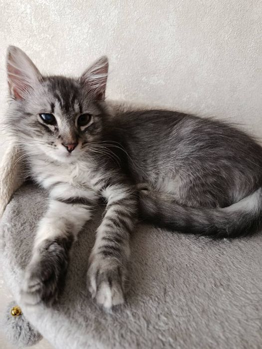 Пухнастик! Кошеня 3 міс