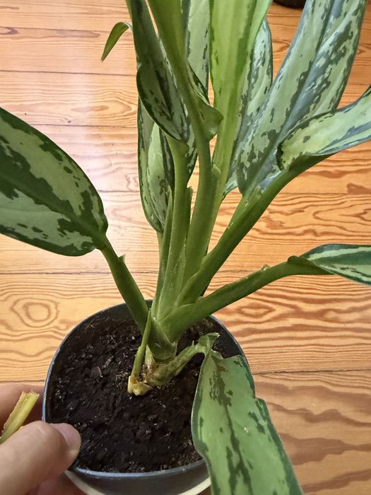 Aglaonema cutlass