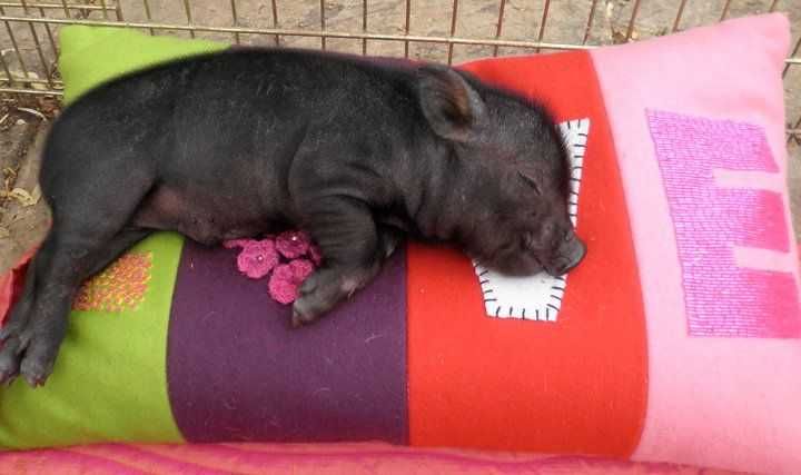 Minipiggi мини пиг - наоми