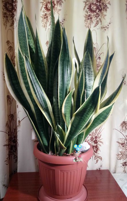 Сансевиерия Футура Суперба (Futura Superba)