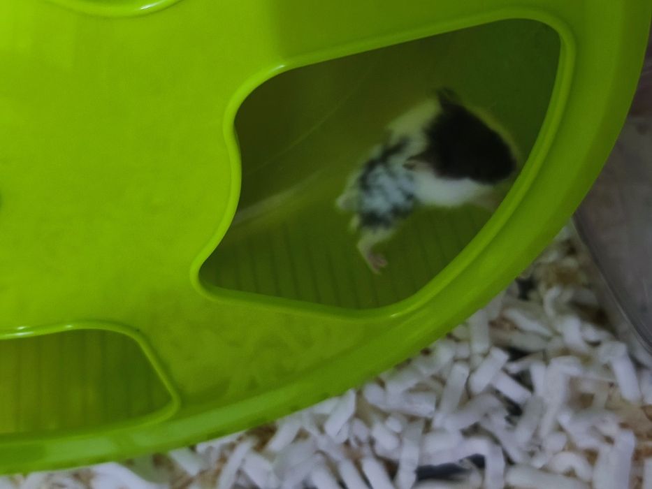 Chomiki dżungarskie panda