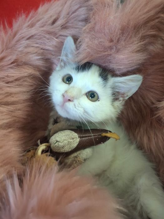 Kot Filemon do adopcji