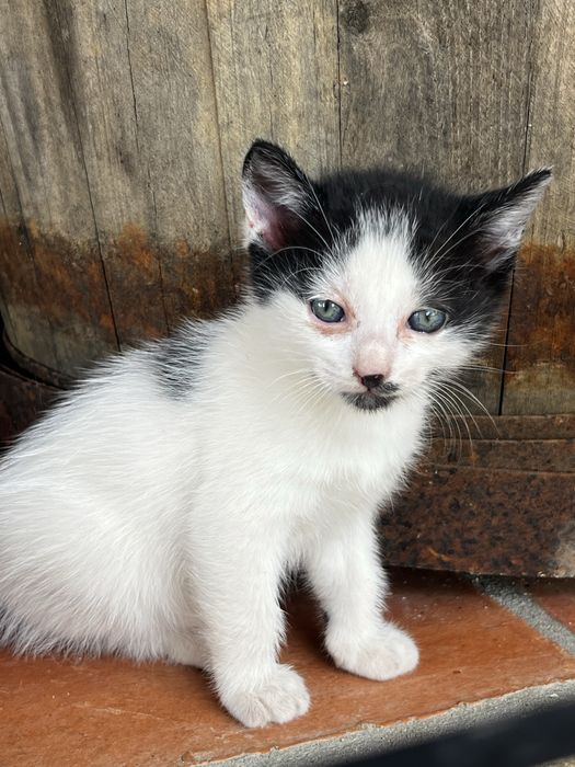 Casal gatinhos mimosos de olhos azuis doar