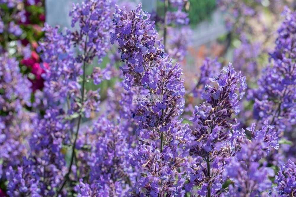 Rośliny odstraszające komary -Flora Szczecin