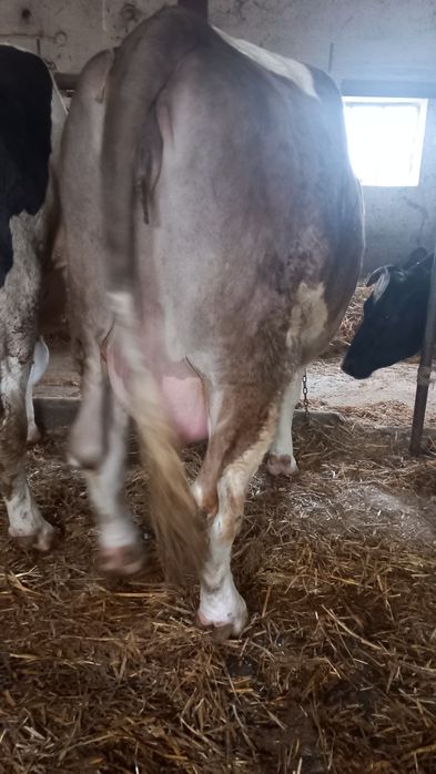 Jałowice wysokocielne ładne sztuki