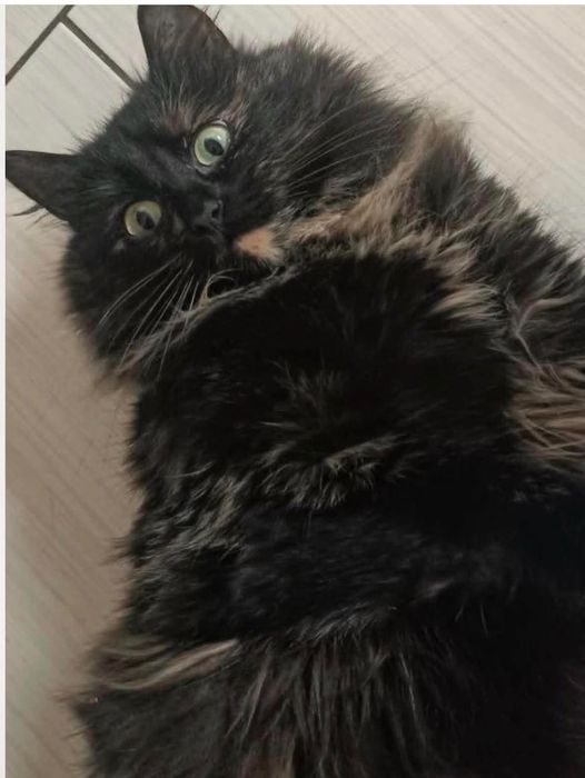 Отдам в хорошие руки кошку