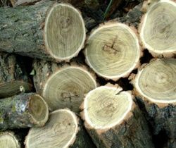 Продаж дров різних порід