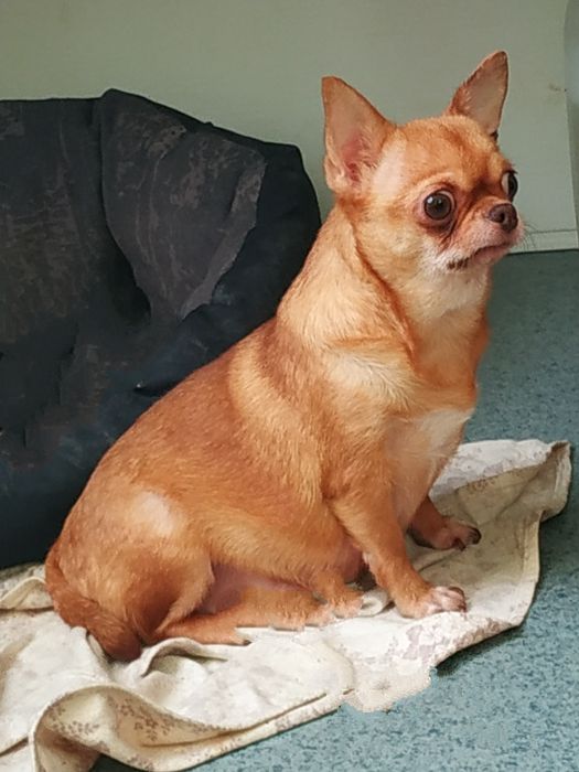Чихуахуа взрослая девочка