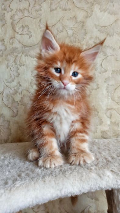 Мейн кун Мальчики в дикий  окрас и рыжий, есть кошечка и котики