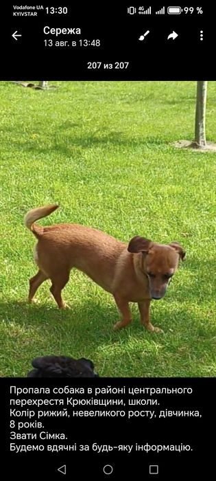 Потерялась собака