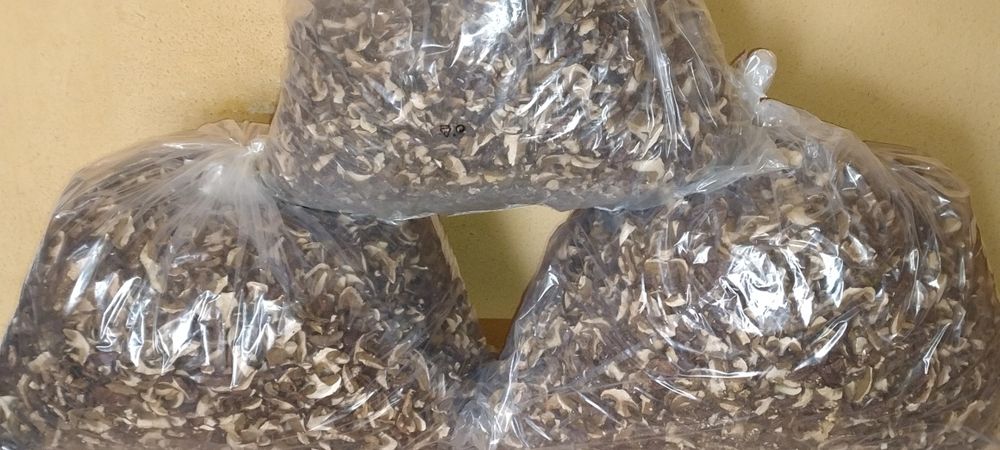 Suszone    Grzyby     2025