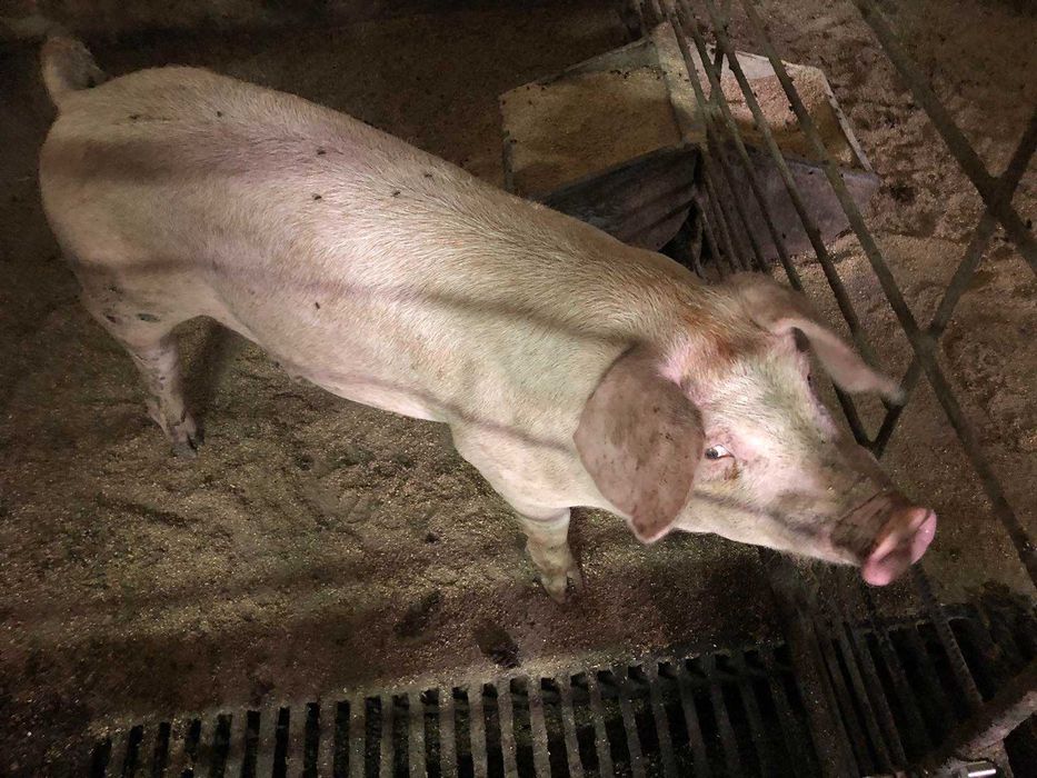 Продам свиней живою вагою 110грн/кг Вага приблизно 150кг