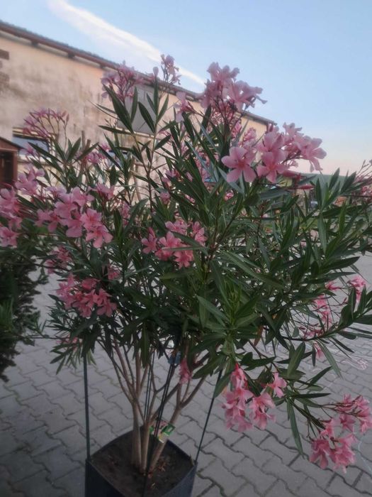 Sprzedam sadzonki oleandra