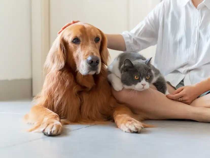 Pet Sitting, Passeios diários, Idas a Veterinários