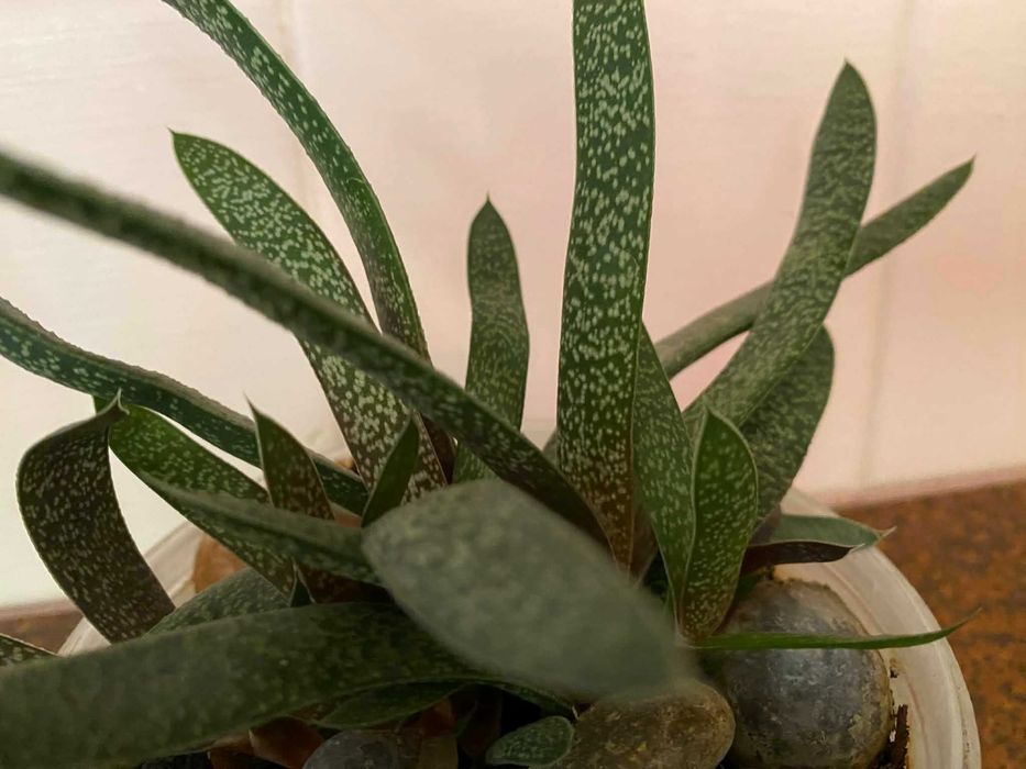 Комнатное растение вазон Гастерия бородавчатая  цветок суккулент