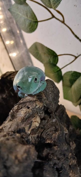 Rzekotka australijska Terrarium24 Lublin