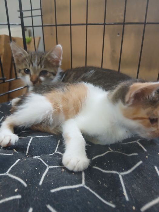 Kotki do adopcji