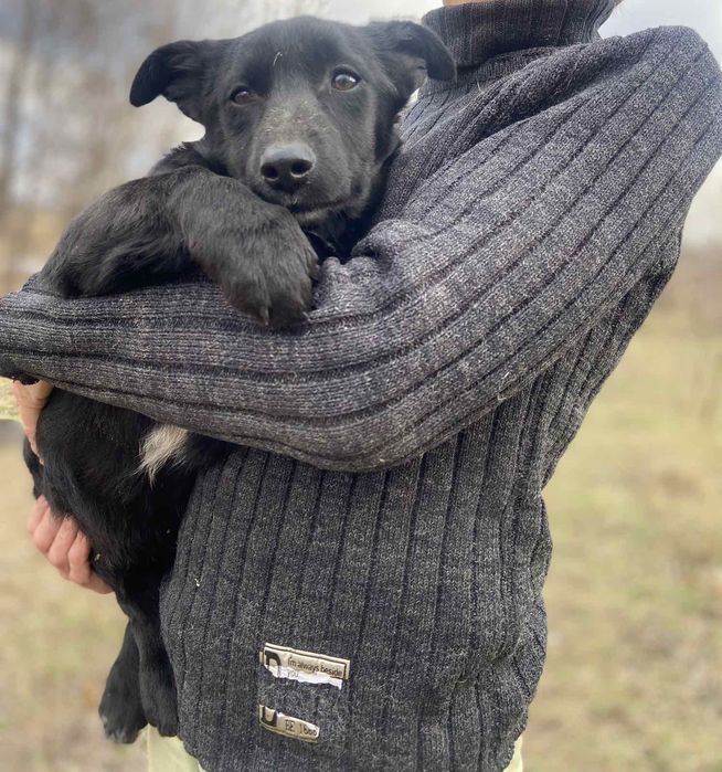 Бесплатно в добрые руки охрана.Щенок шесть месяцев.