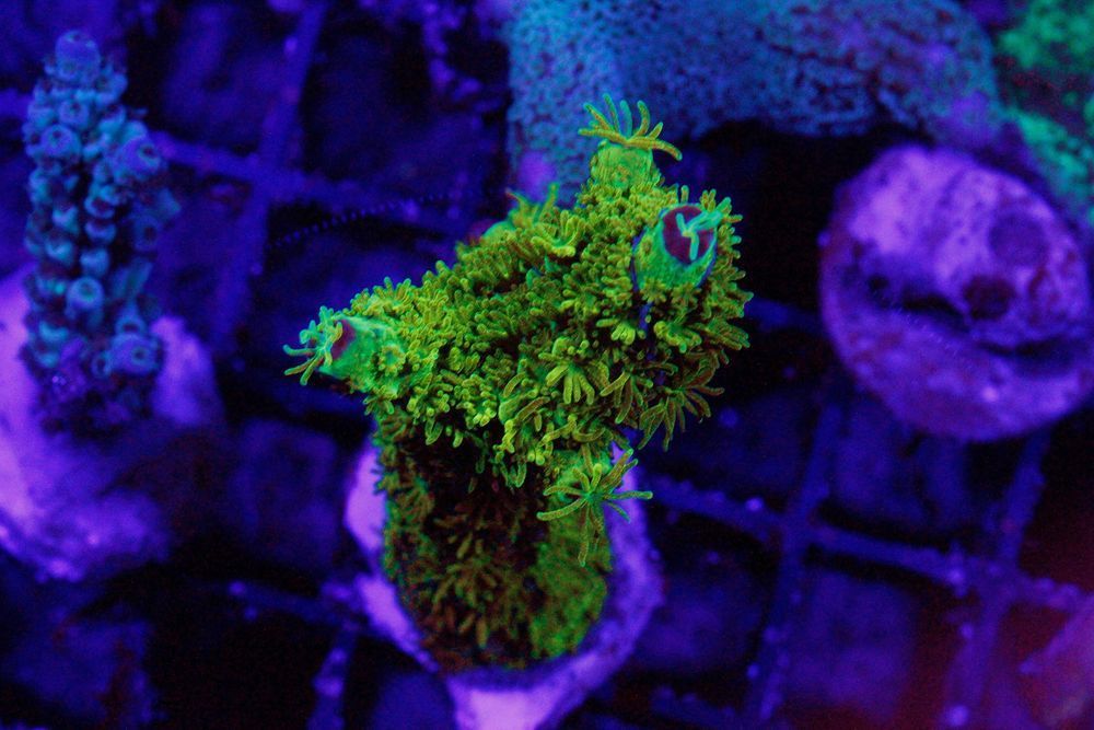 Akropora Green Włochata Formosa Szczepka FLUOLAMPS.PL WYSYŁKI