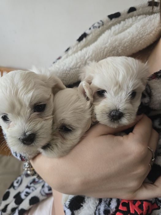 Maltanczyk z rodowodem i chipem