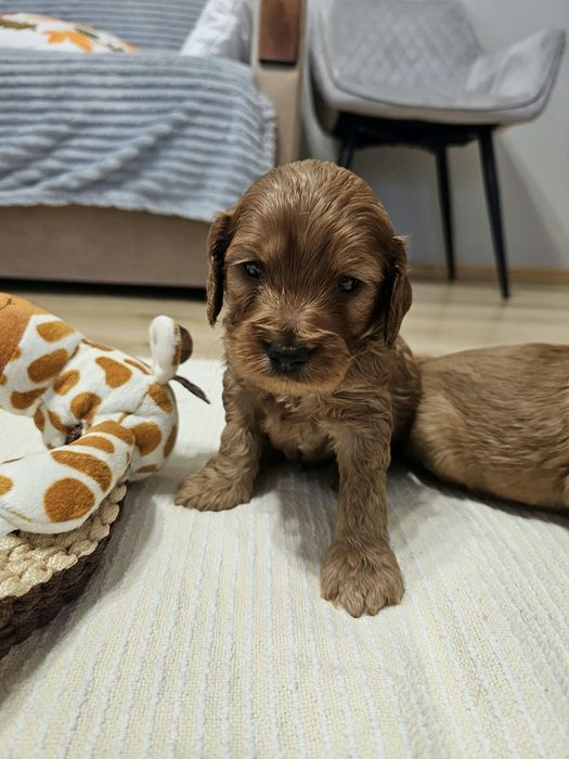 Cockapoo pieski szczeniaczki