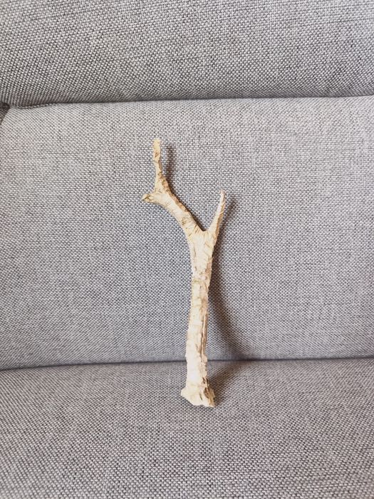 Róg sarny, wysokość 20cm
