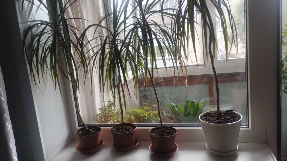 Драцена Мадагаскарське драконове дерево