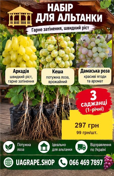 Саджанці винограду однорічні роздріб Полуничний,Бананас ,Аватар ,Юпітер