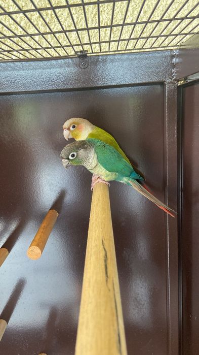 Casal pyurras cedência