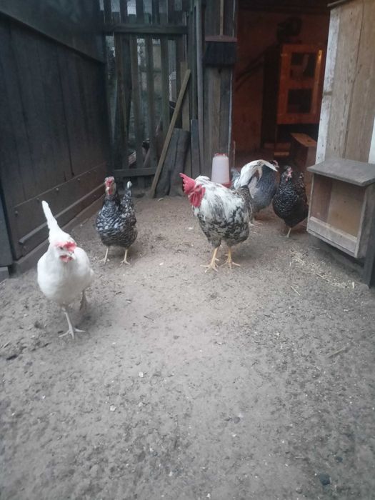 Jaja lęgowe od kur grensshell